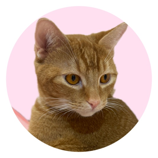 ちびくん