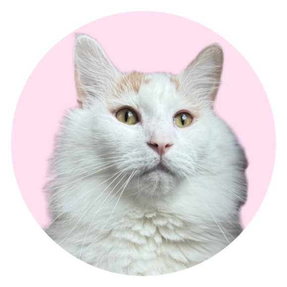 ハムくん