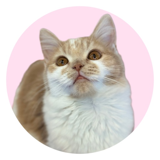 ラテちゃん